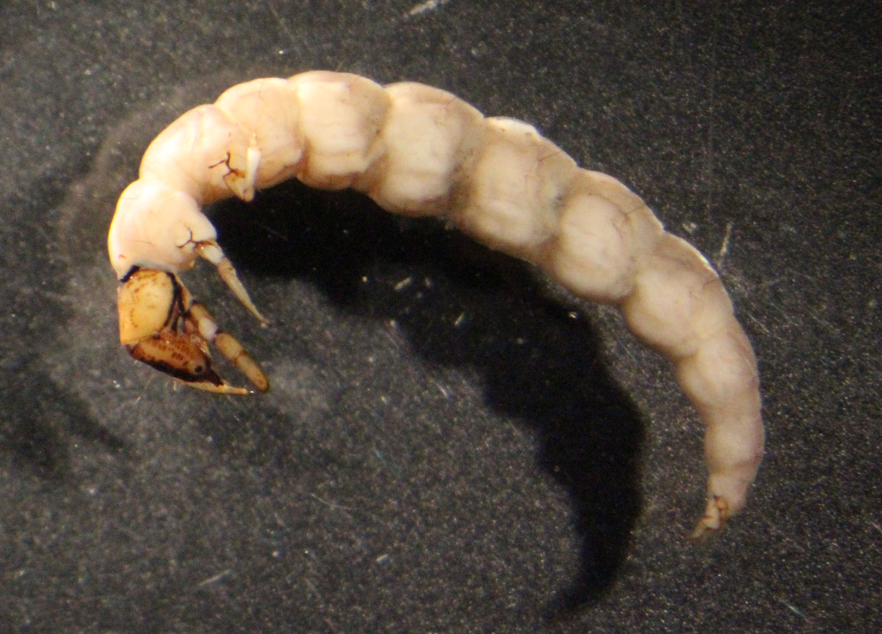 rhyancophil